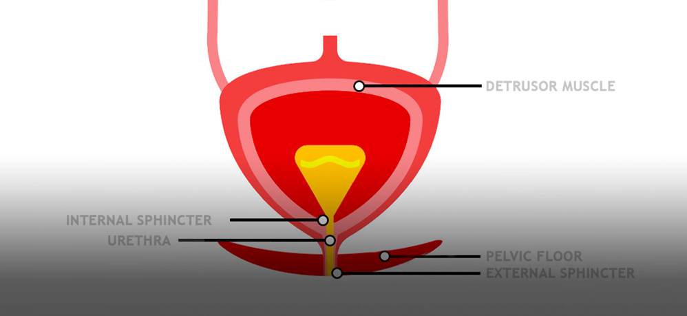 Your Anatomy: Urinary Bladder | AZO